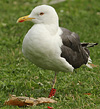 juvenile LBBG in October, ringed in Norway. (131273 bytes)
